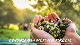 Zbiory oliwek na Krecie  VLOG KRETA [upl. by Roberson]