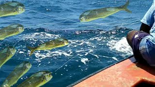 Live Longline fishing part 2Longline fishing skills [upl. by Manard]