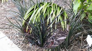 Black mondo grass Ophiopogon planiscapus Nigrescens  Plant Identification [upl. by Carolyn]