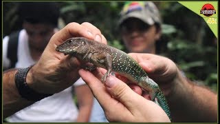 Montei armadilhas na selva e olha no que deu  Continuação [upl. by Bamby694]