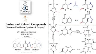 Purine and related compounds Structure Elucidation Synthesis amp Property [upl. by Suzetta]