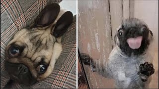 Made your day with these funny and cute Pug Puppy Videos Compilation [upl. by Emlin]