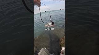 Para Pemancing Wajib Memiliki Alat Jenius Ini🤯😱 shortsvideo viralvideo trending fishing [upl. by Hashimoto]