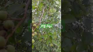 గొట్టి చెట్టు Ziziphus xylopyrus Wildtree forest edible agriculture Gotti DrMurthyPlantTree [upl. by Gelb]