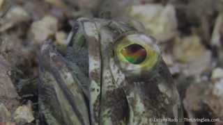 Blue Heron Bridge Night Dive  May 23rd 2013 [upl. by Hildick685]