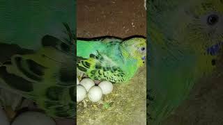 Baby parakeet under the mom shorts talkingparot viralvideo birds trendingshorts trending [upl. by Rodgers]