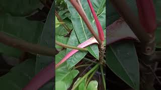 Captivating elongated leaves of Orange Marmalade Philodendron plants philodendronfanatic Orange [upl. by Keyser]