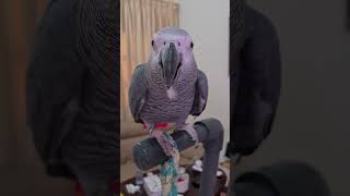 താടി വച്ച ചിക്കൂട്ടൻ😅😅  Malayalam talking parrot  African grey parrot shortsvideo [upl. by Esylle]