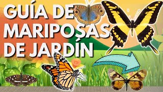 5 MARIPOSAS DE JARDÍN QUE TENES QUE CONOCER [upl. by Llenyr]