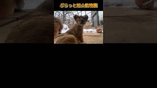 可愛すぎるファンサ 旭山動物園フウレイイト赤ちゃん オリトイトライファミリー shortszoolionanimals [upl. by Abad]