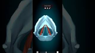 Thyroarytenoid  Larynx 3danimation anatomy [upl. by Barnet]