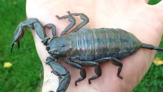 Scorpion Handling 2 Hadogenes troglodytes [upl. by Auburta]