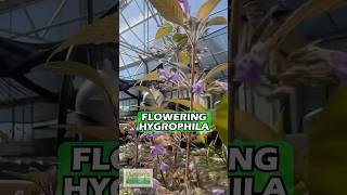 Flowering Hygrophila [upl. by Nerwal]