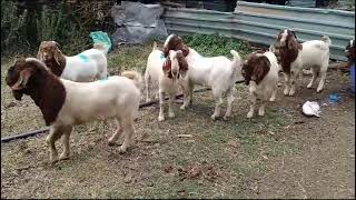 Starting goat farming with Boer Goats The king of meat [upl. by Drabeck]