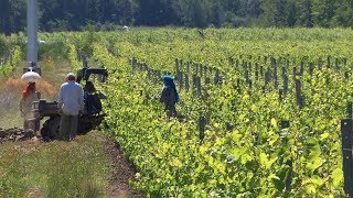 Saison exceptionnelle pour les vignerons québécois [upl. by Iat744]