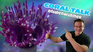 📢Coral Talk über Röhrenwürmer ⭐Peter der Bispira Röhrenwurm⭐ [upl. by Acinimod]