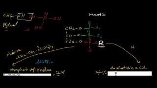 الدهون الفوسفورية  phospholipids [upl. by Simonsen]