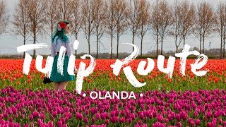 La STRADA DEI TULIPANI 🌷🌷🌷 Olanda in fiore  guida di viaggio ENG subs [upl. by Eupheemia480]