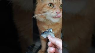 Cute cat eat fish so happy  lahapnya kucing lucu makan ikan shorts anakkucinglucuimutgemesin cat [upl. by Haraf]