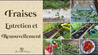 Comment avoir de belles récoltes de fraises [upl. by Aliehs]