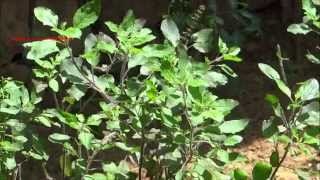 Holy Basil  Tulasi  Ocimum Sanctum  Ocimum Tenuiflorum  തുളസി [upl. by Nevuer]