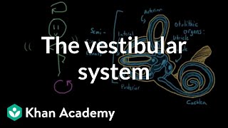 The vestibular system balance and dizziness  Processing the Environment  MCAT  Khan Academy [upl. by Sousa459]