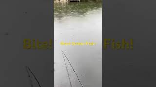 Bite Strike Fish fishing fish carpfishing carp rudd roach tench relaxing angler [upl. by Oleusnoc]