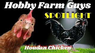 HFG Farm Animal Spotlight Houdan Chicken [upl. by Ruyle]