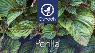 Perilla Shiso Perilla Frutescens  EssentialOilPlant Portrait by Dr Malte Hozzel [upl. by Yenar]