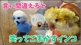 言い間違えると笑ってごまかすインコ [upl. by Yelsnit]