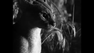 Male Wild Cat Hunts at Night  BBC Earth [upl. by Herrmann344]