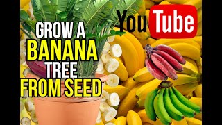 how to grow a banana tree from seed [upl. by Vyky]