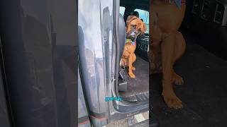 Training Success 10monthold Bullmastiff Nails the quotStayquot Command [upl. by Resay807]