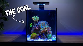 Adding the First Corals to my Nano Reef Tank [upl. by Eneluj615]