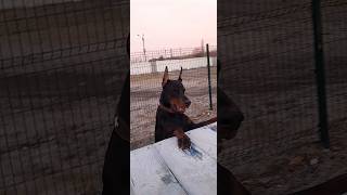 Doberman Sever харьков dobermann doberman доберман доберманы [upl. by Calvinna]