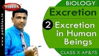 Excretion in Human Beings  Excretion  Biology  Science  Class 10 [upl. by Hiasi]