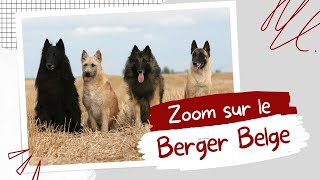 🐺Zoom sur les Berger Belges  RACE [upl. by Anahahs803]