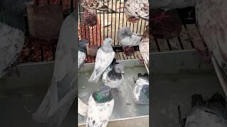 Giribaz pigeon pigeon loft coop race birds [upl. by Jeremy]