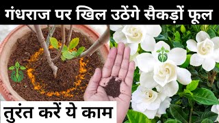 गंधराज के पौधे पर खिलेंगे अनगिनत फूलGardenia Plant CareGandhraj flower plant care amp fertilizer [upl. by Nnaillij]