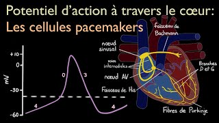 Potentiel daction à travers le cœur  les cellules pacemakers [upl. by Persis517]