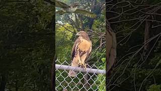 redtailed hawk lurking [upl. by Anzovin]