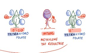 Clotting Risk and MTHFR Gene Mutations [upl. by Warrenne]