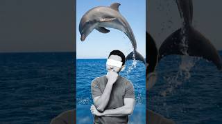 Dolphins Are Not Cute But Dangerous shorts information shortsfeed [upl. by Rask]