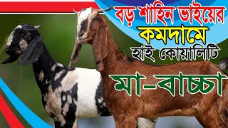 গরিবের বন্ধু শাহিন ভাইয়ের কমদামে উন্নত হাই ক্রস বিভিন্ন জাতের ছাগলের কালেকশন দেখুন  Goat Farming [upl. by Allisurd]