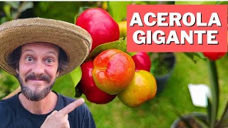 COMO PLANTAR ACEROLA GIGANTE [upl. by Allen495]