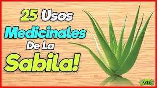 25 Usos De La Sabila Que No Sabias y Que Debes Conocer La Mejor Planta Medicinal [upl. by Nancy]