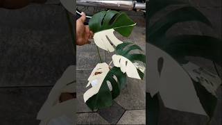 Variegated Monstera plant ☘️ shortvideo monstera variegatedplants varigated [upl. by Suckow]