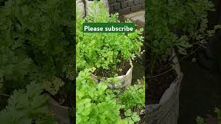 Dhaniya lagane ka aasan tarika Ghar ki chhat mein dhaniya kaise lagaenviralvideo gardengyan viral [upl. by Brendis476]