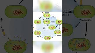 Microbiology Bacteriophage Lytic and lysogenic cycle mystery soni [upl. by Hitchcock]