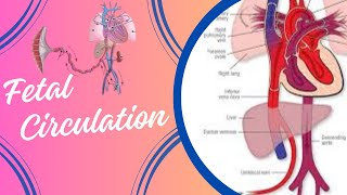 Fetal Circulation [upl. by Aierb559]